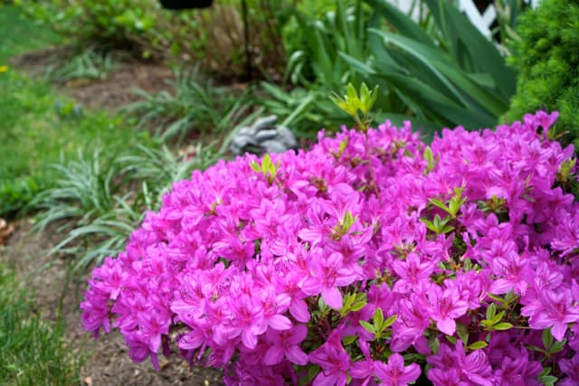 Purple Azalea