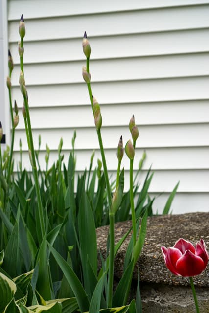 Irises on steroids?