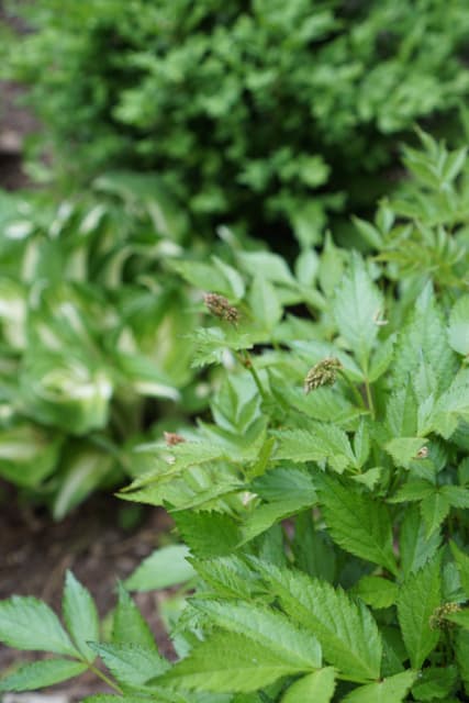 Astilbe Buds