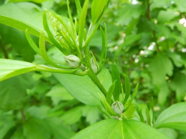 Rose of Sharon Buds