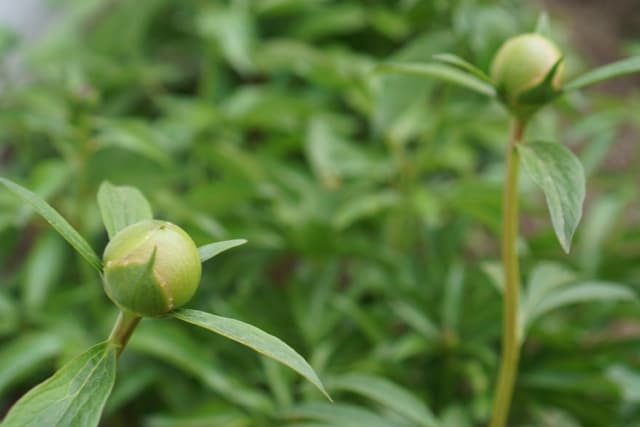 Peony Buds!