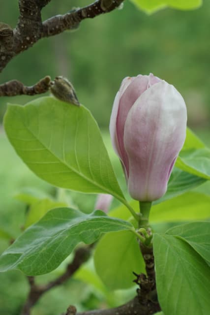 Northern Magnolia