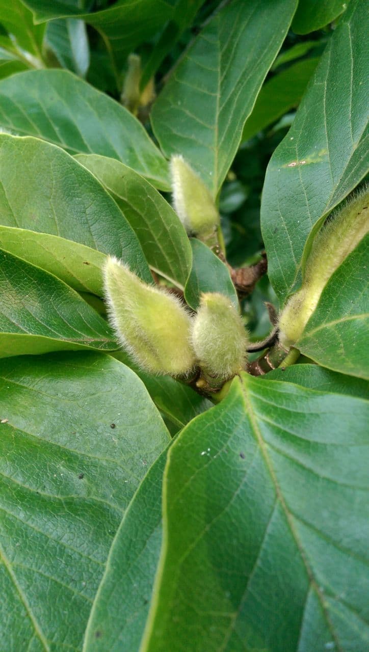 Fall Magnolia Blossom