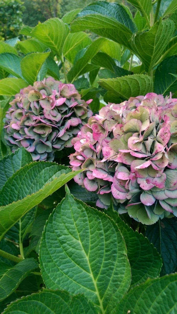 Fall Hydrangea Color