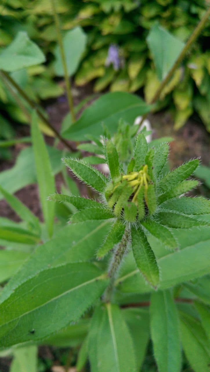 Black-Eyed Susan Bud