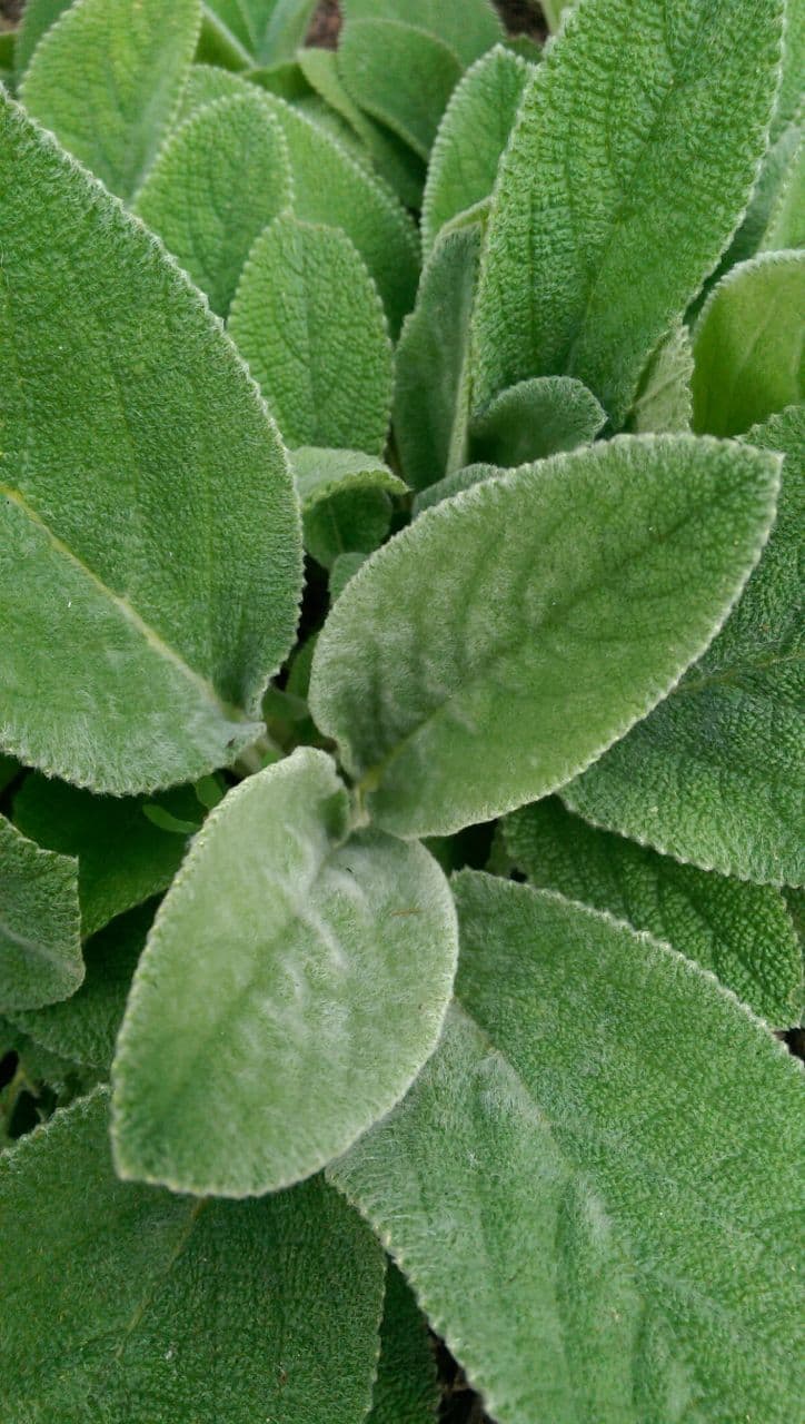 Lamb’s Ear Close-Up