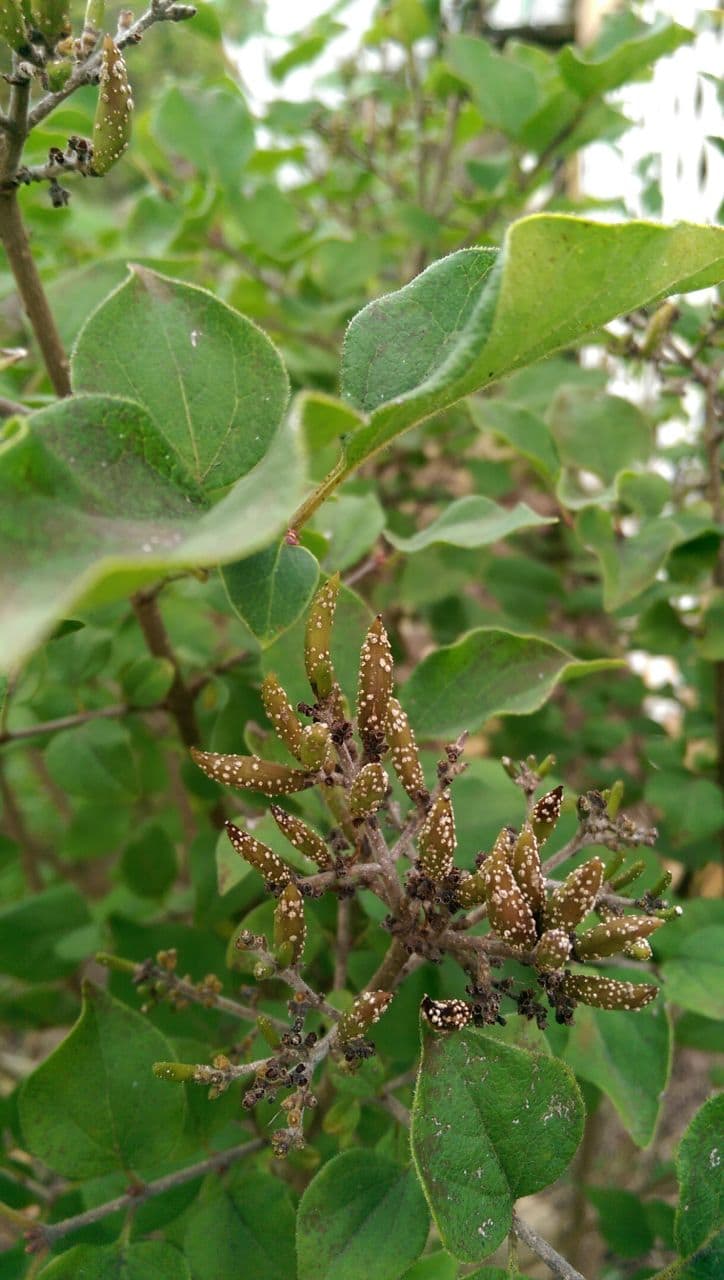 Reblooming Lilac