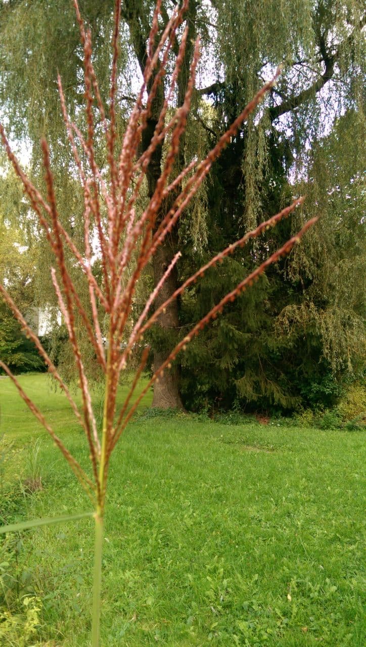 Reed Grass Plume