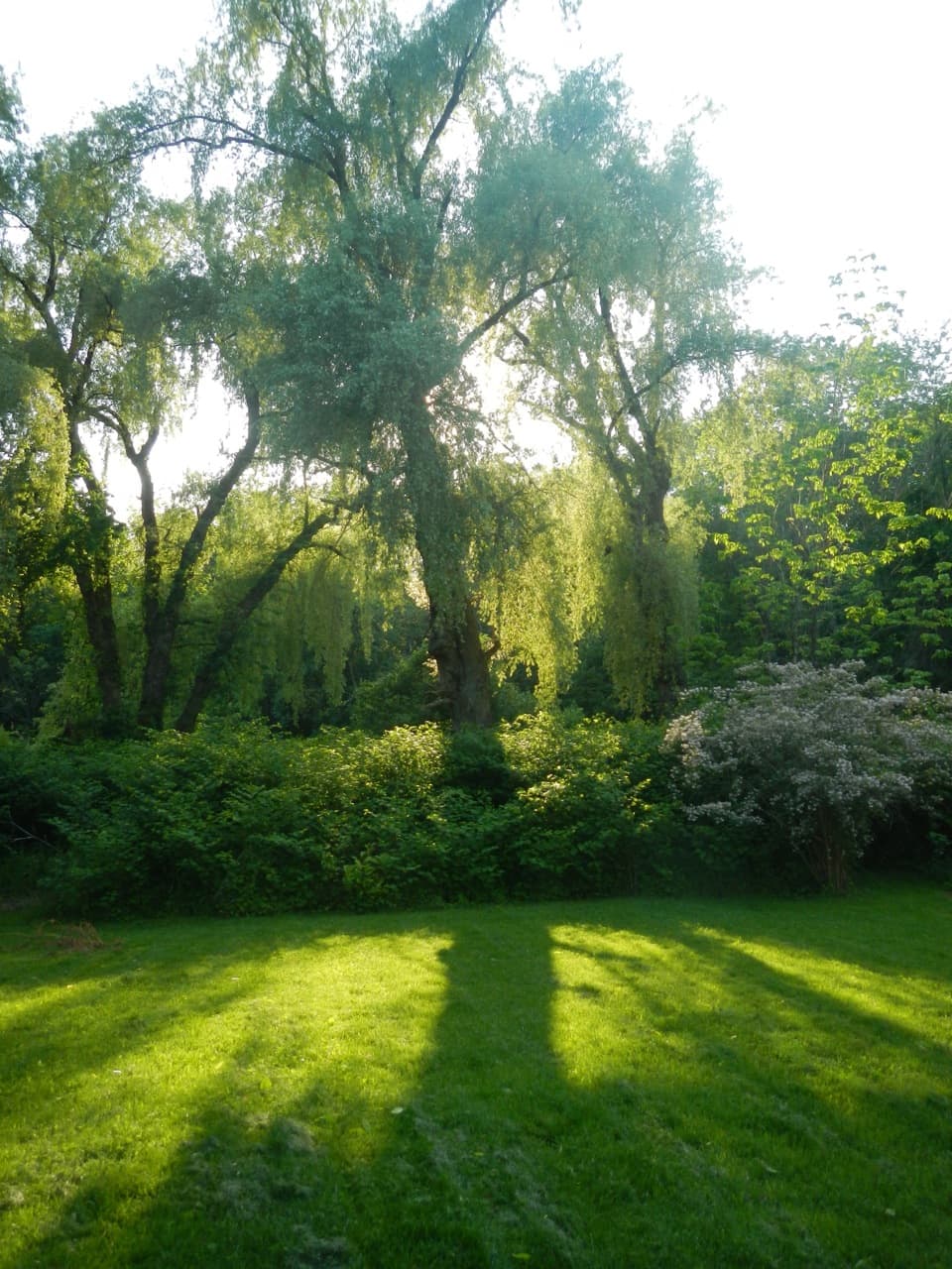 Weeping Willow Sunset