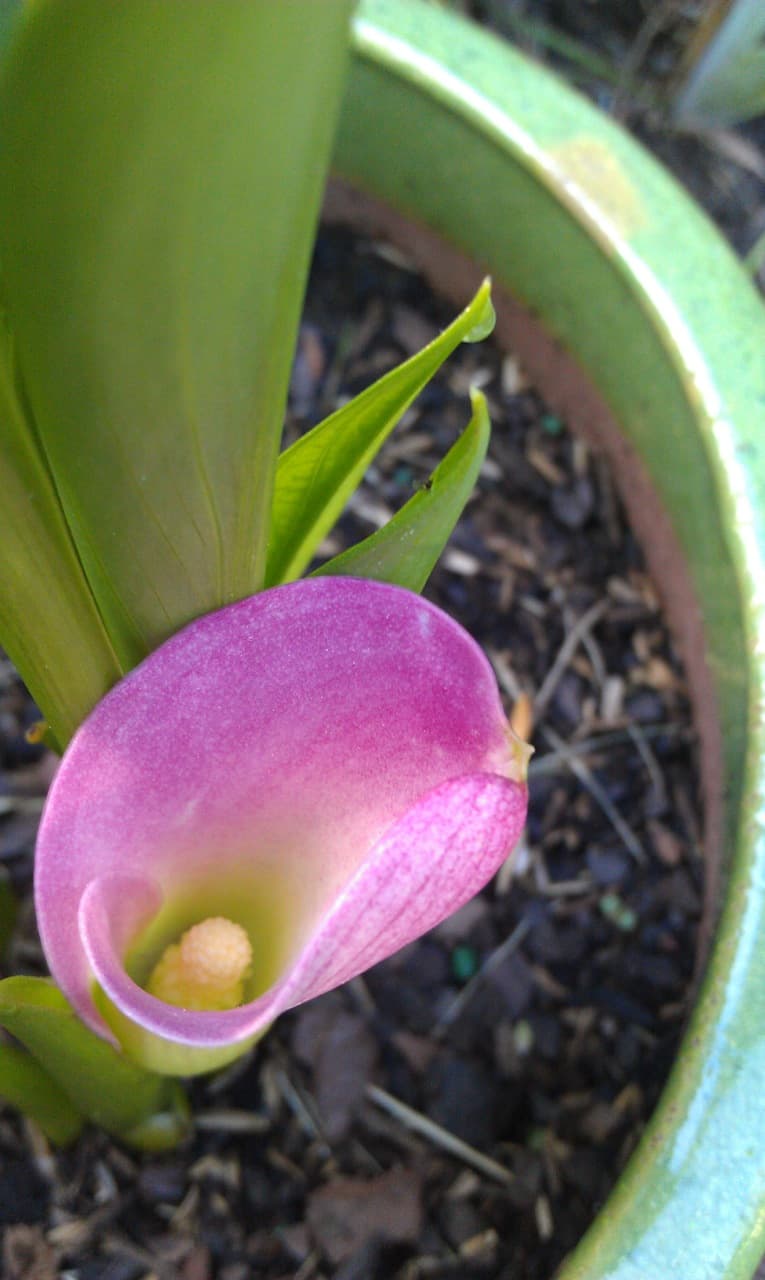 Container Calla Lily 