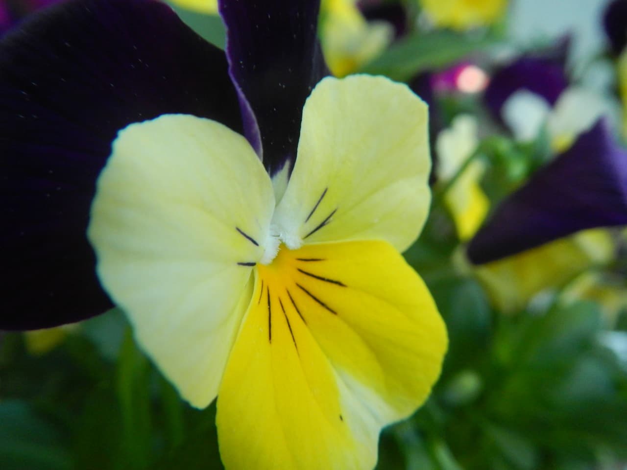Smiling Pansy