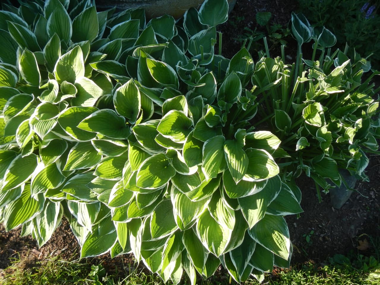 Deer-Eaten Hosta