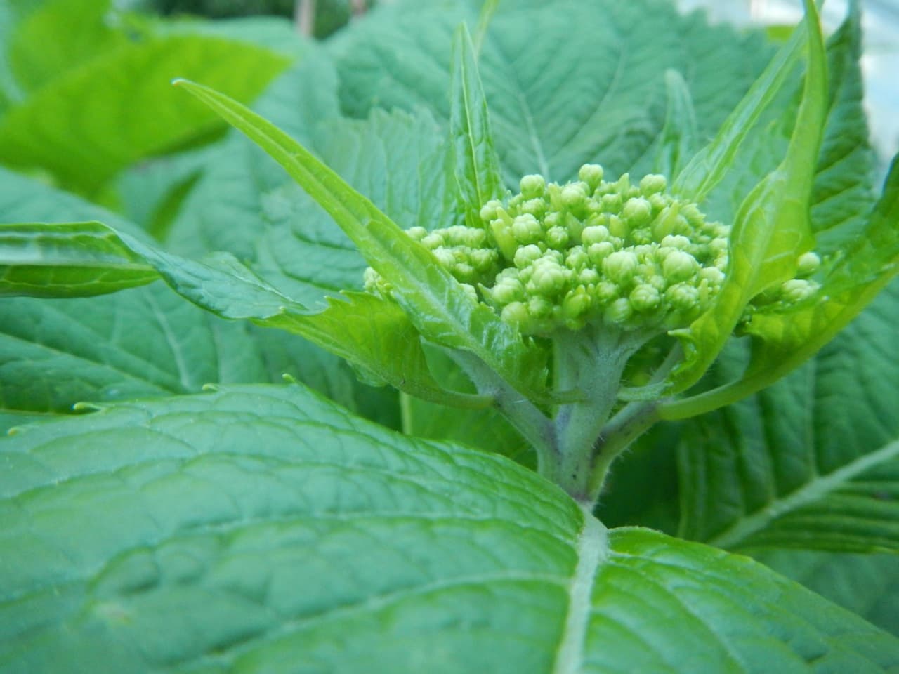 Hydrangea Buds.