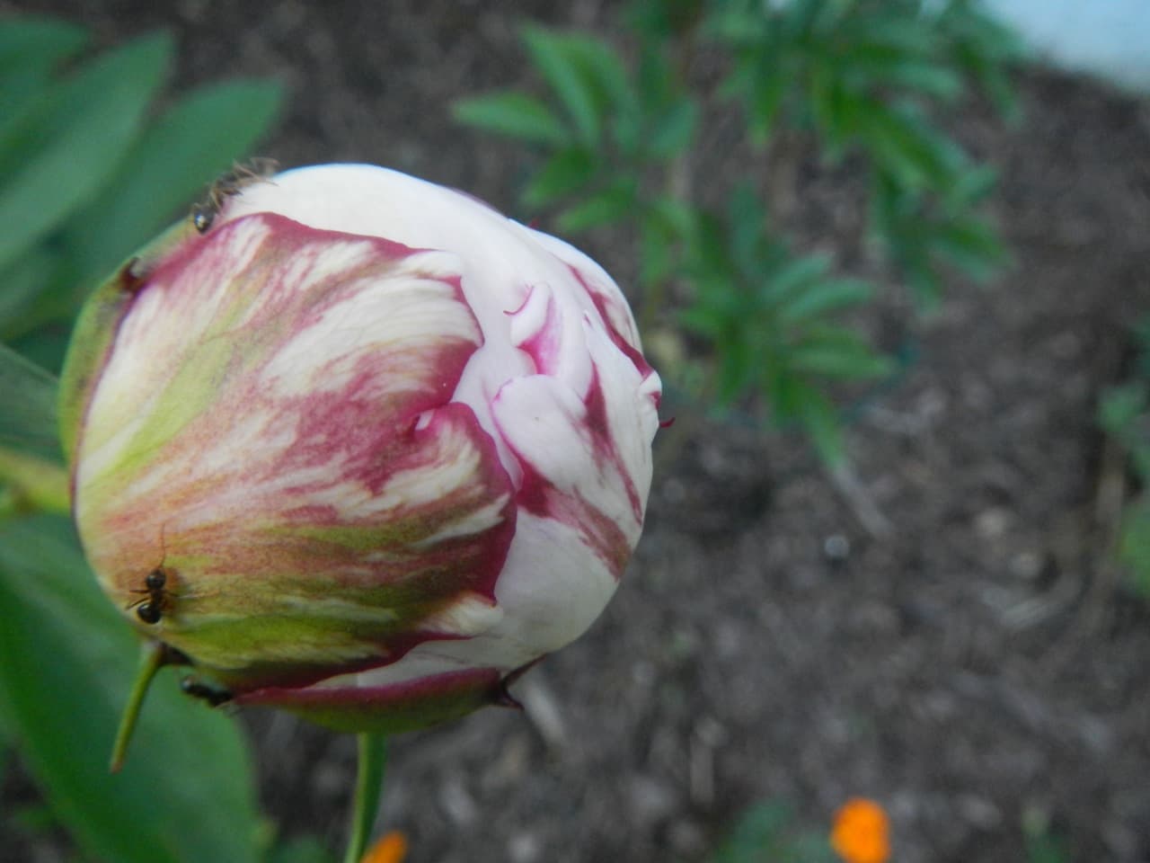 Peony Bud