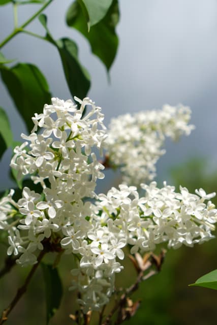 White Lilac