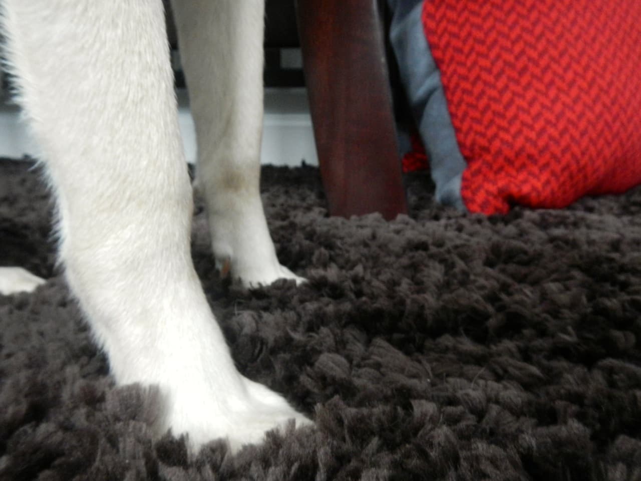 Paws on a Shag Rug