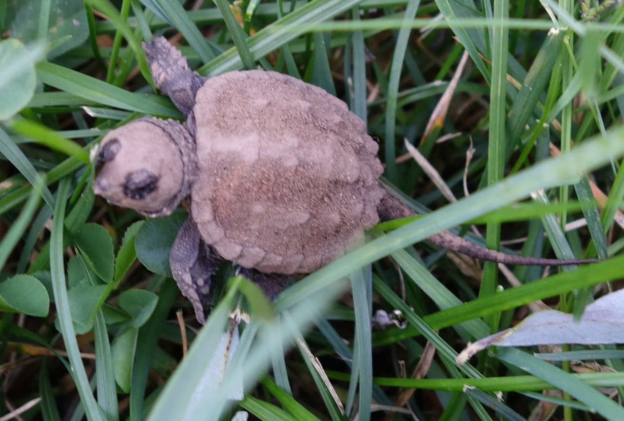 Baby Snapping Turtle