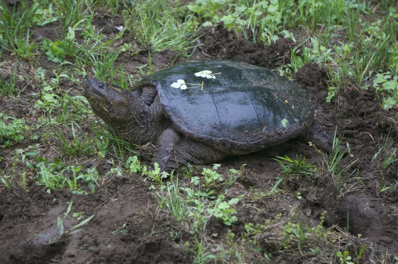 Giant Snapping Turtle