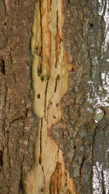 Vampire Tree