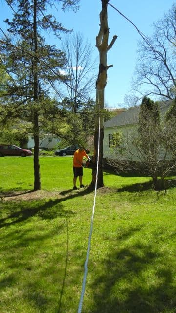 Vampire Tree