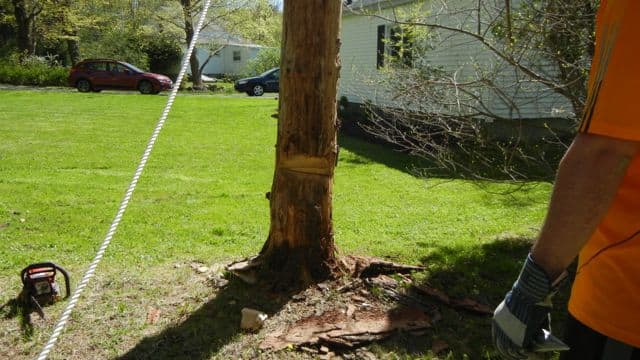 Vampire Tree