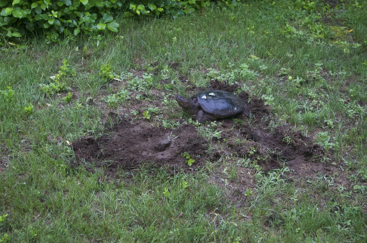 Connecticut Snapping Turtle