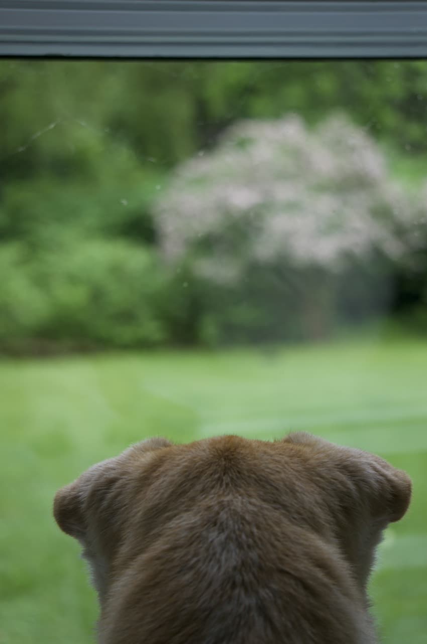 Dog vs. Snapping Turtle