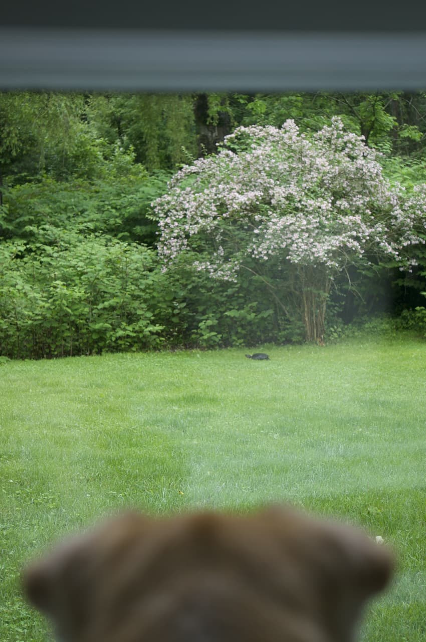 Dog vs. Snapping Turtle