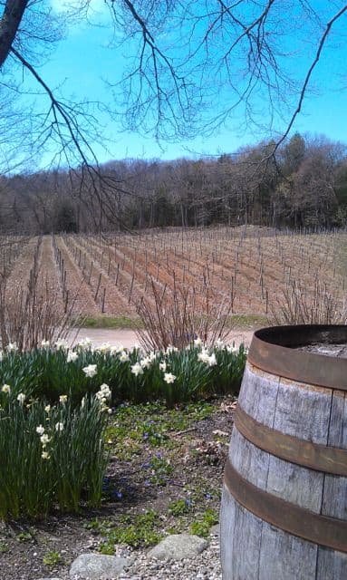 McLaughlin Vineyards