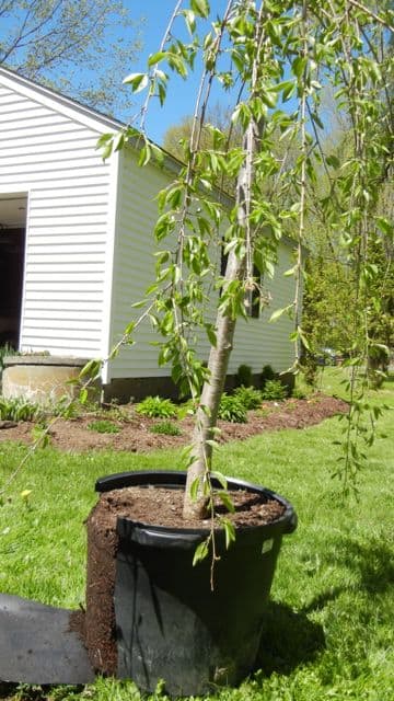 We Planted A Tree